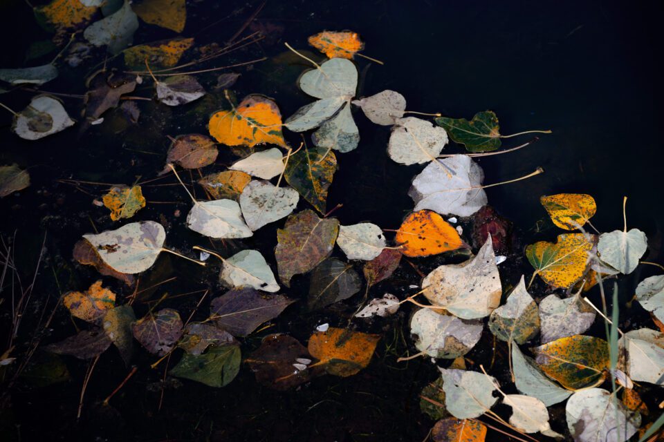 Nikon Z 24-120mm f4 S Sample Image 22 Detail of Leaves