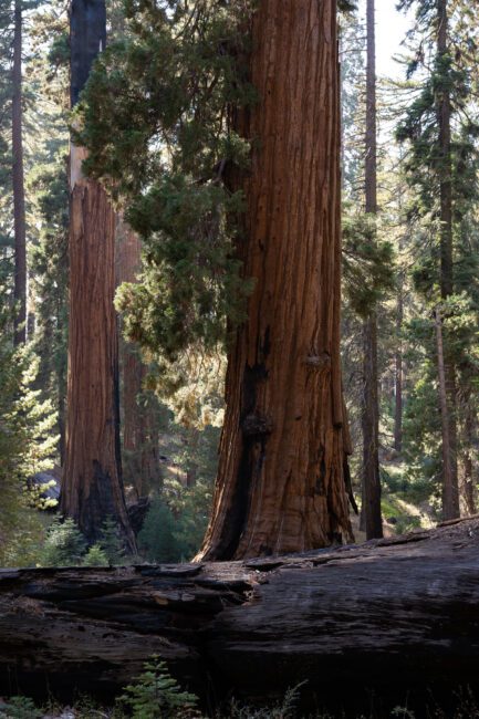 Nikon Z 24-120mm f4 S Sample Image 28 Redwoods and fallen Tree