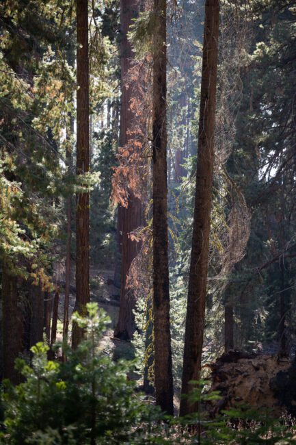 Nikon Z 24-120mm f4 S Sample Image 31 Distant Tree Mariposa Grove Yosemite