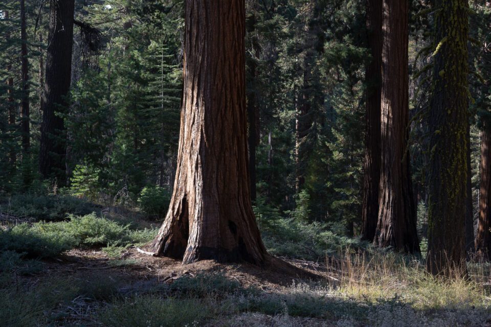Nikon Z 24-120mm f4 S Sample Image 34 Sequoia in Mariposa Grove Yosemite