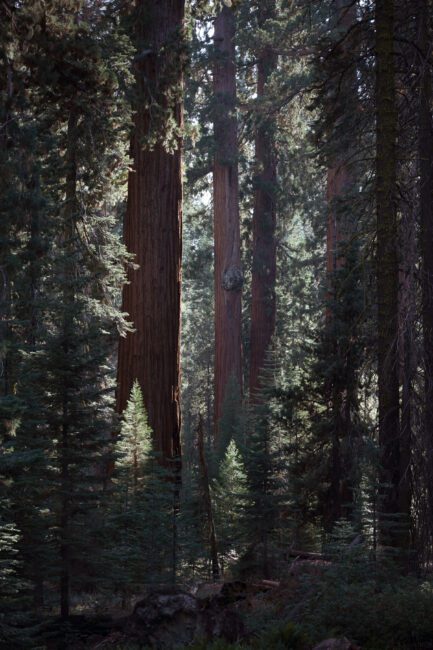 Nikon Z 24-120mm f4 S Sample Image 37 Distant Redwoods Yosemite