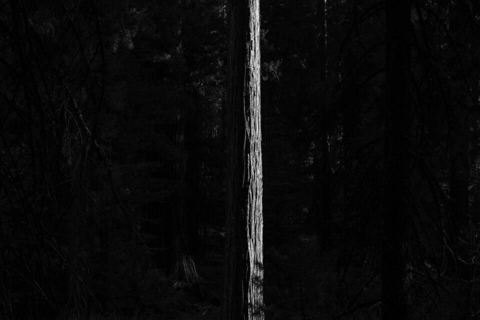 Nikon Z 24-120mm f4 S Sample Image 38 Lone Redwood Black and White Abstract