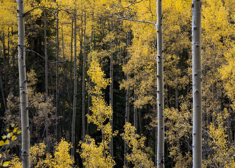 Nikon Z 24-120mm f4 S Sample Image 8 Yellow Aspen Tree Leaves