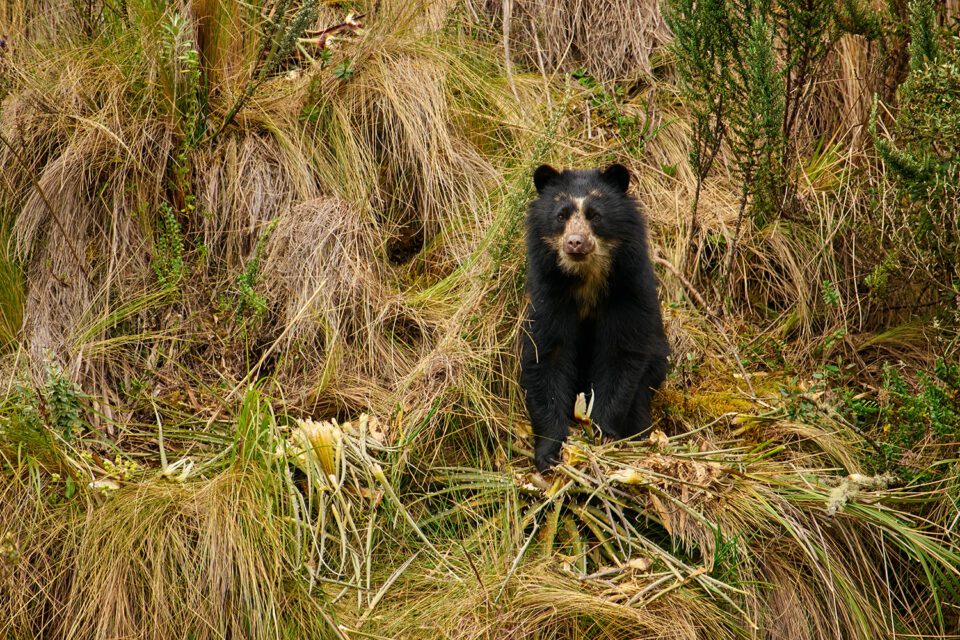 Spectacled Bear_Ecuador_01