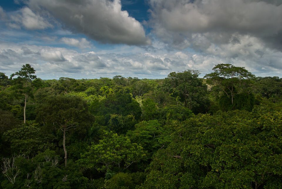 rain-forest Ecuador
