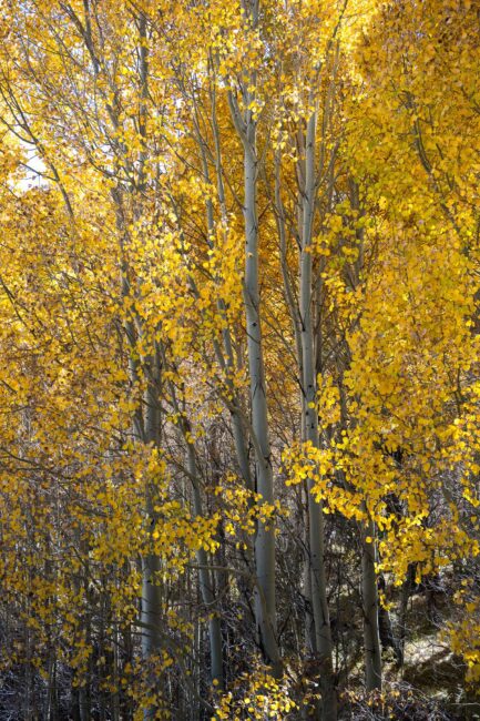 Aspen Trees in the Fall Nikon Z 40mm f2