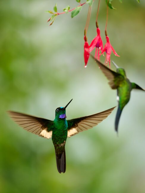 Hummingbirds fight_02