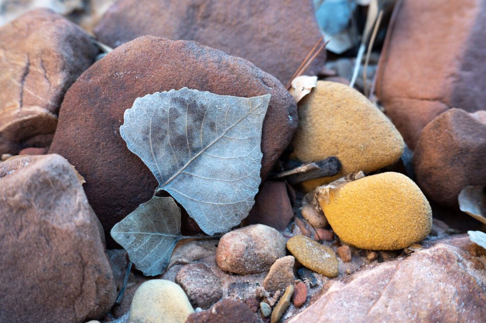 Leaf and Rocks in Zion National Park
