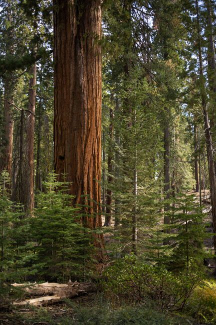 Redwood Tree Sample Photo Nikon Z 40mm f2