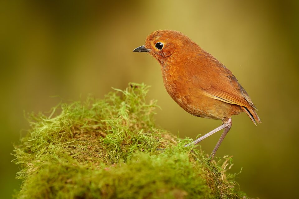 Photographing the Antpitta: My Favorite, Elusive Bird