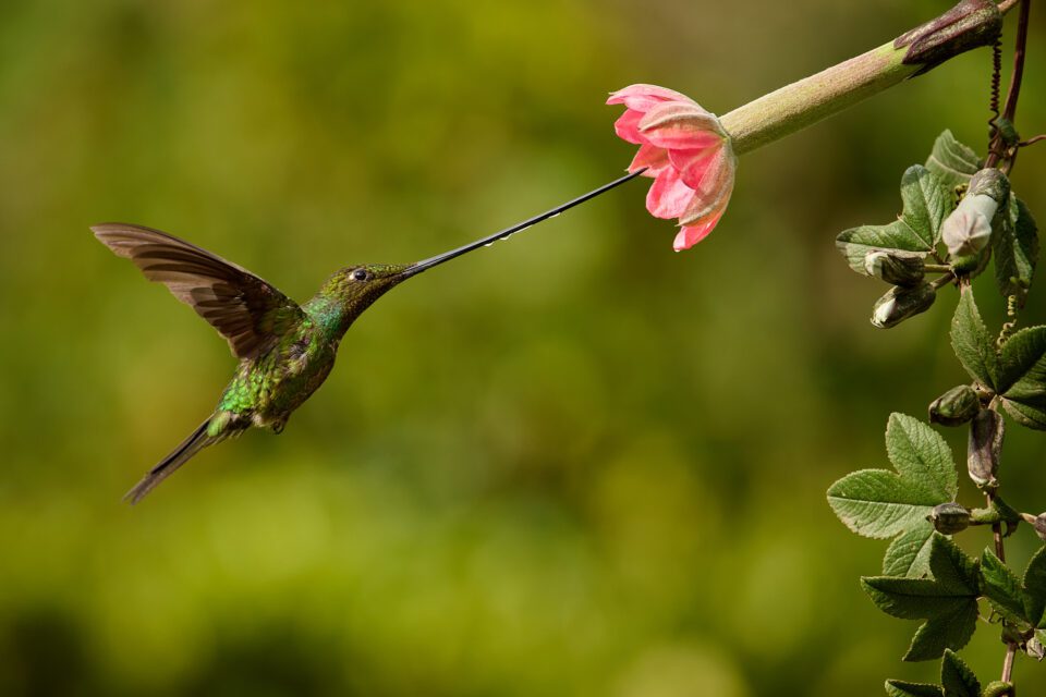 Sword-billed hummingbird