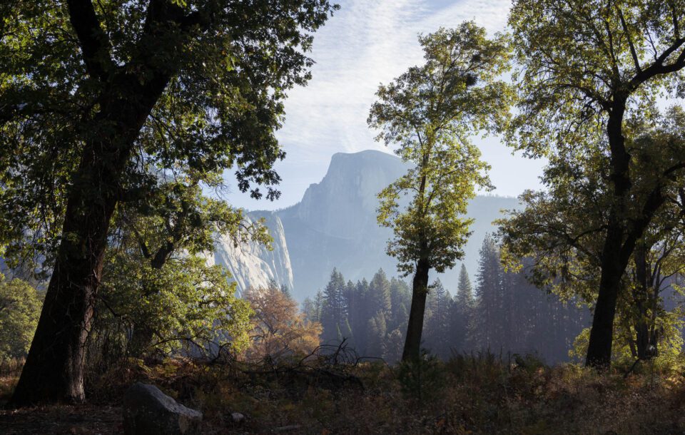 Yosemite Valley Trees in Early Fall 2022