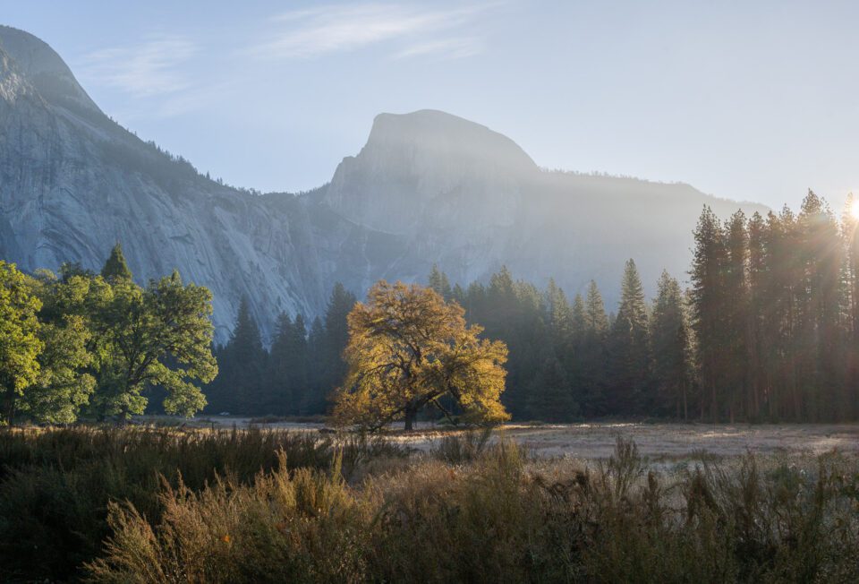Yosemite Valley at Sunrise with Oak Tree