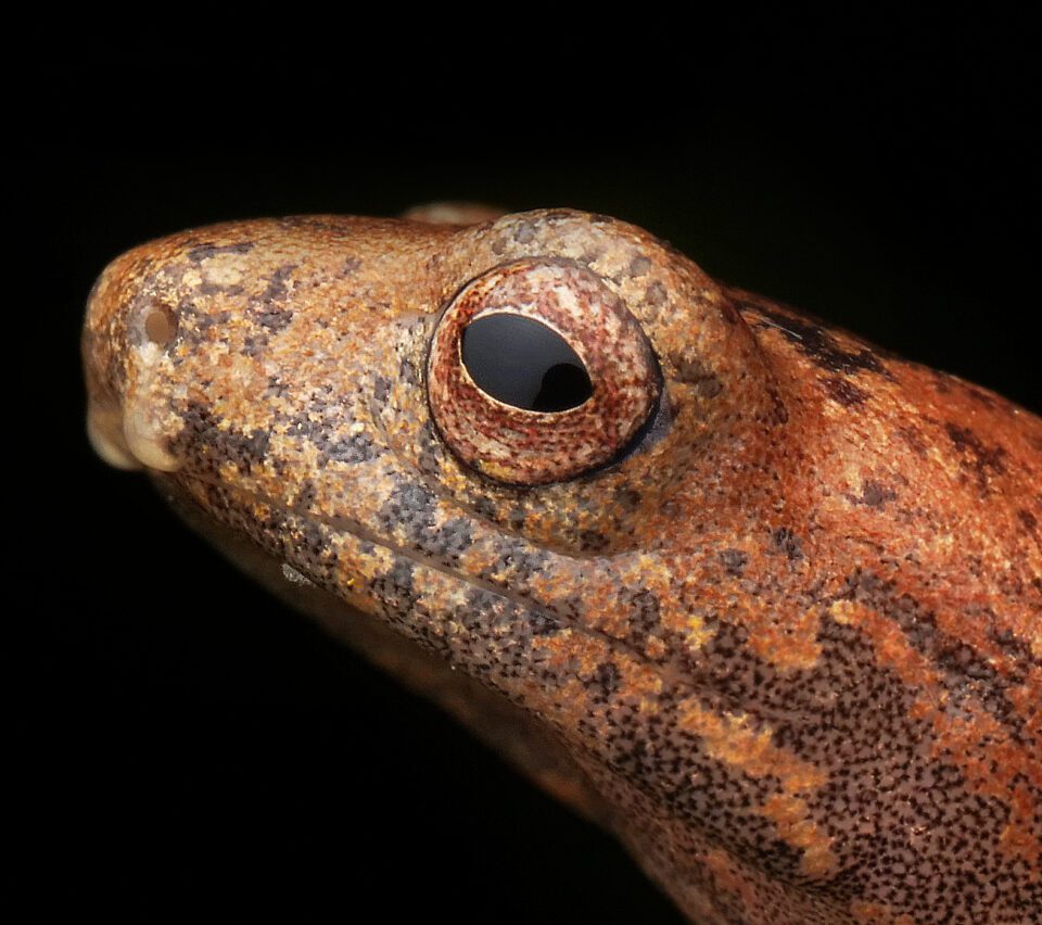 Bolitoglossa salamander sample photo taken with the Olympus M.Zuiko Macro Lens with crop