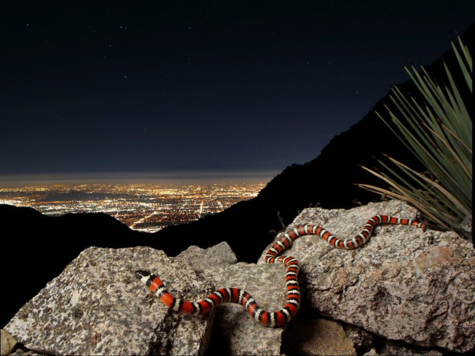 California Mountain Kingsnake looking over city ights at night nocturnal wildlife photography