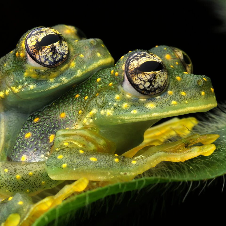 Glass Frogs sample photo taken with the Olympus M.Zuiko Macro Lens with crop
