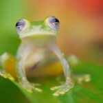 Glass frog with good diffused lighting using an external flash and artificial lighting setuo