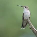 Hummingbird_Jpolak