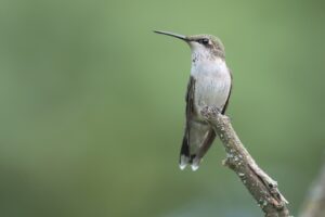 Hummingbird_Jpolak