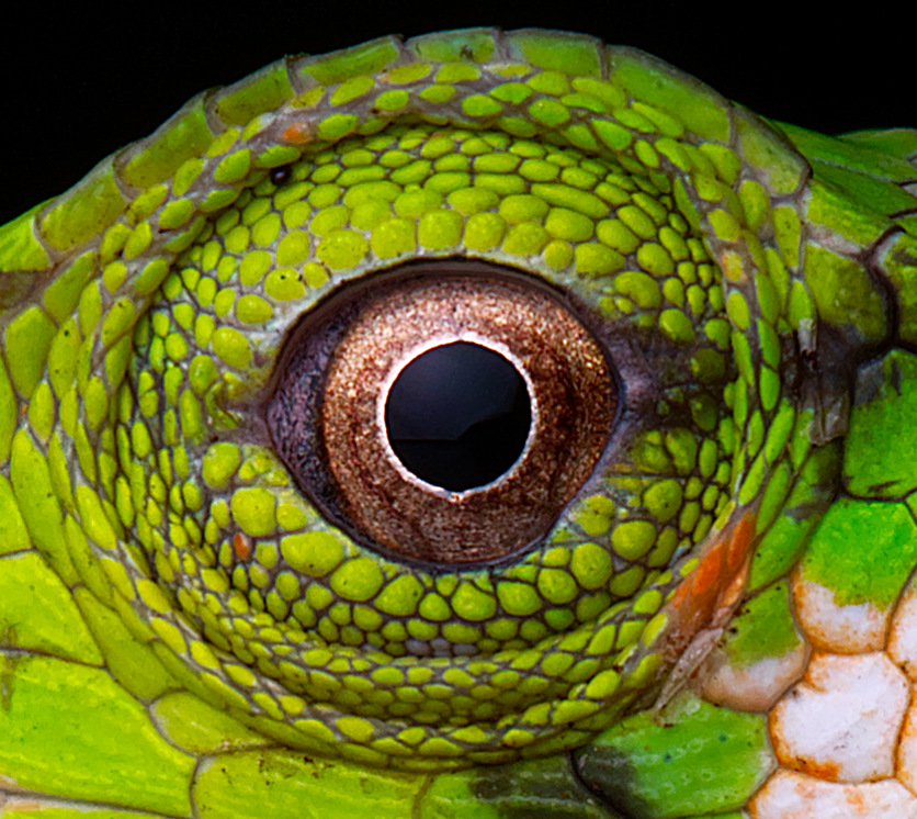 Monkey Lizard sample photo taken with the Olympus M.Zuiko Macro Lens with crop