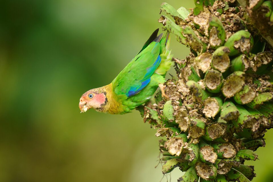 Rose-faced parrot