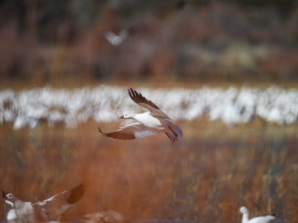 Snow Goose Behind Out of Focus Plant