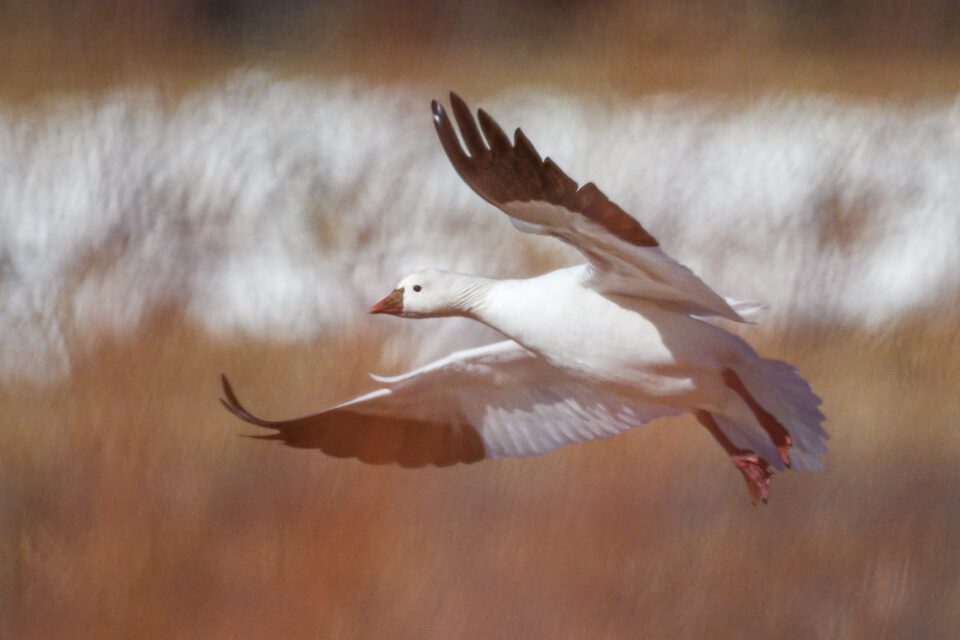 Snow Goose With Out Of Focus Foreground Crop