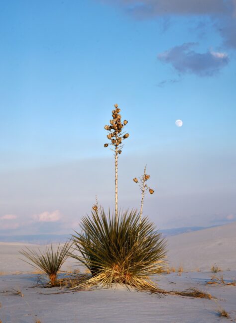 Yucca and Moon Nikon Z 28-75mm f2.8 Lens Review