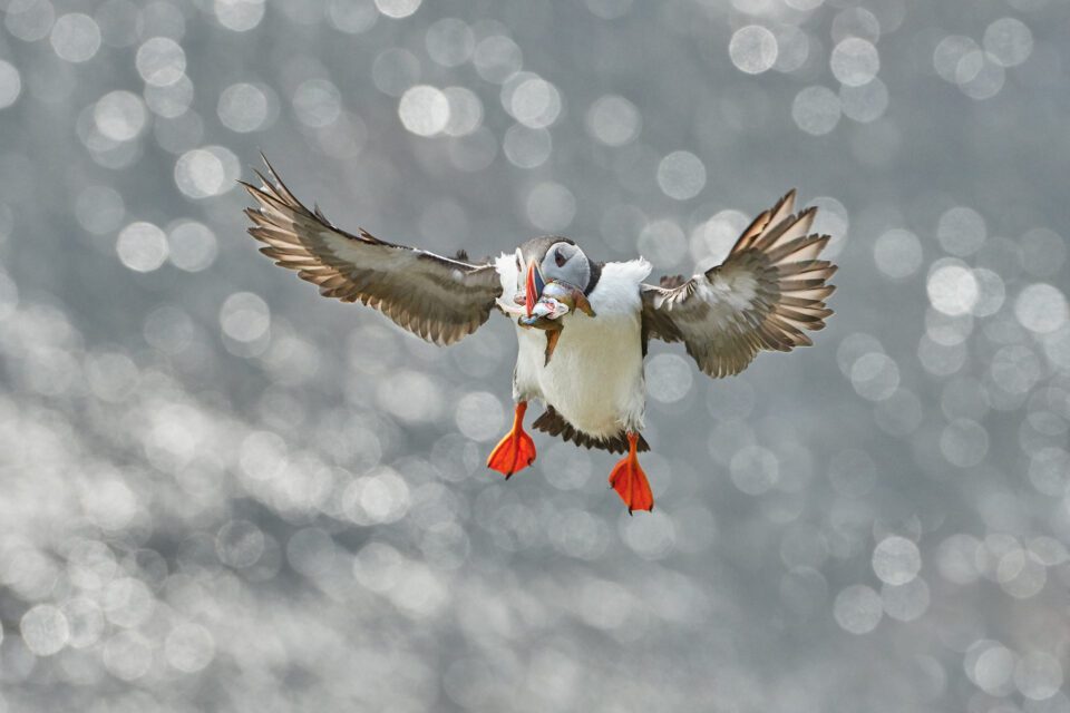 Atlantic Puffin_02