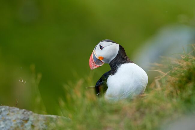 Photographing Atlantic Puffins on the Island of Runde