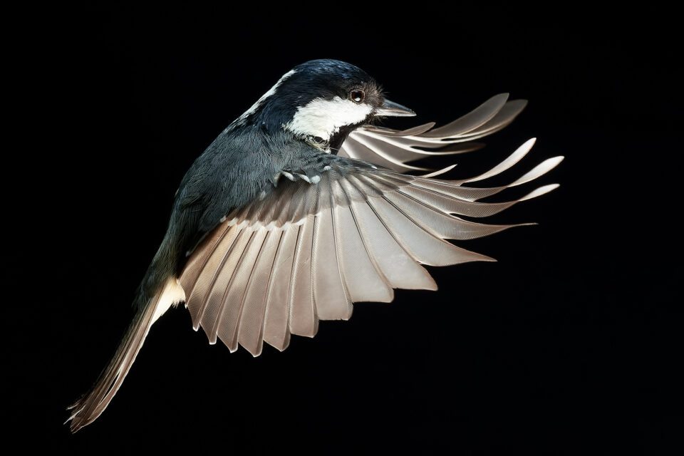 Bird in flight with flash