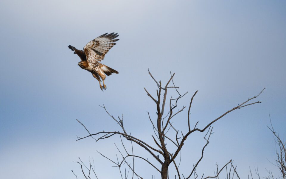 Nikon-Z-800mm-f6.3-VR-S-Lens-Review-Sample-Image-Photography-Life00034