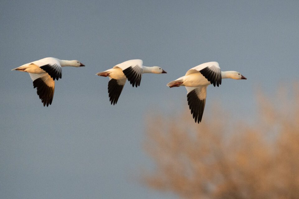 Snow Geese Flying in a Row