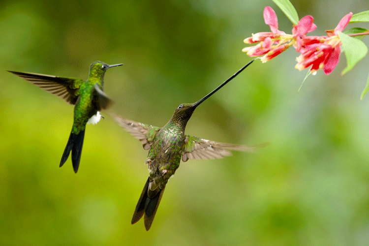 Sword-billed Hummingbird GIF