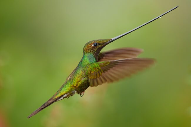 The Sword-Billed Hummingbird: A Knight of the Andes