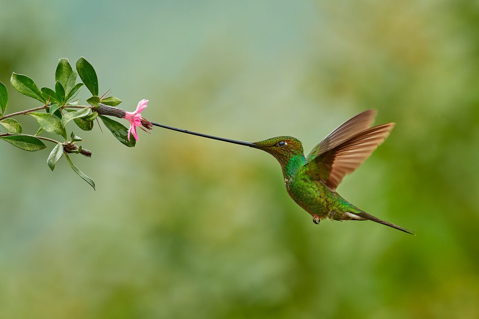 13 Wildlife Photography Tips for Beginners