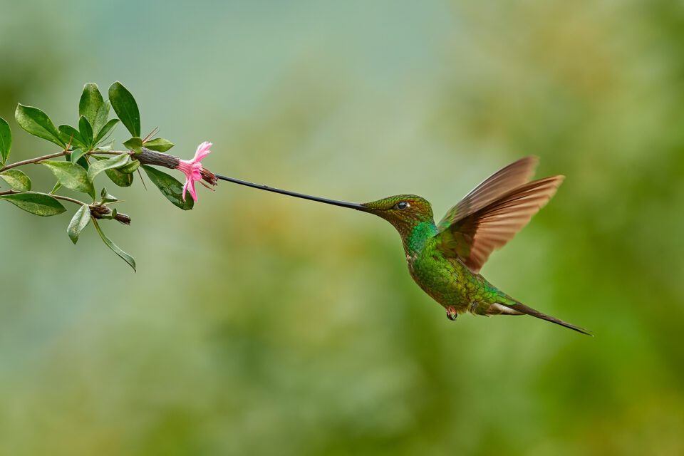 Sword-billed Hummingbird_04
