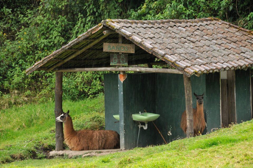 tooilet llamas