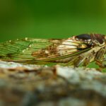 Cicada_Macro 105mm