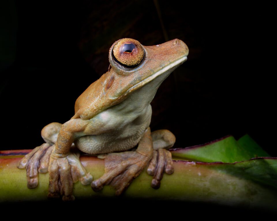 Photo de grenouille d'arbre gladiateur prise avec un objectif grand angle panasonic leica 9 mm pour créer une photo intime