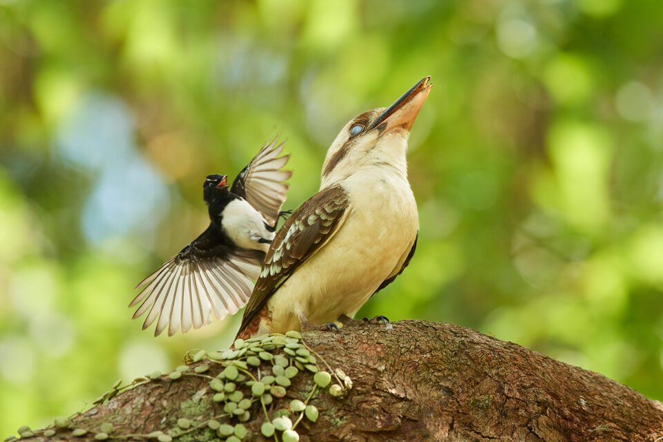 ഡാസെലോ നോവാഗിനിയേ