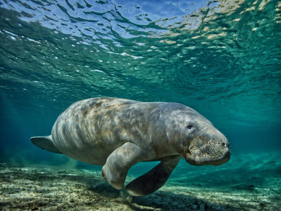 Lamantin dans une photo de printemps en Floride prise avec le panasonic g9 dans un boîtier sous-marin ikelite