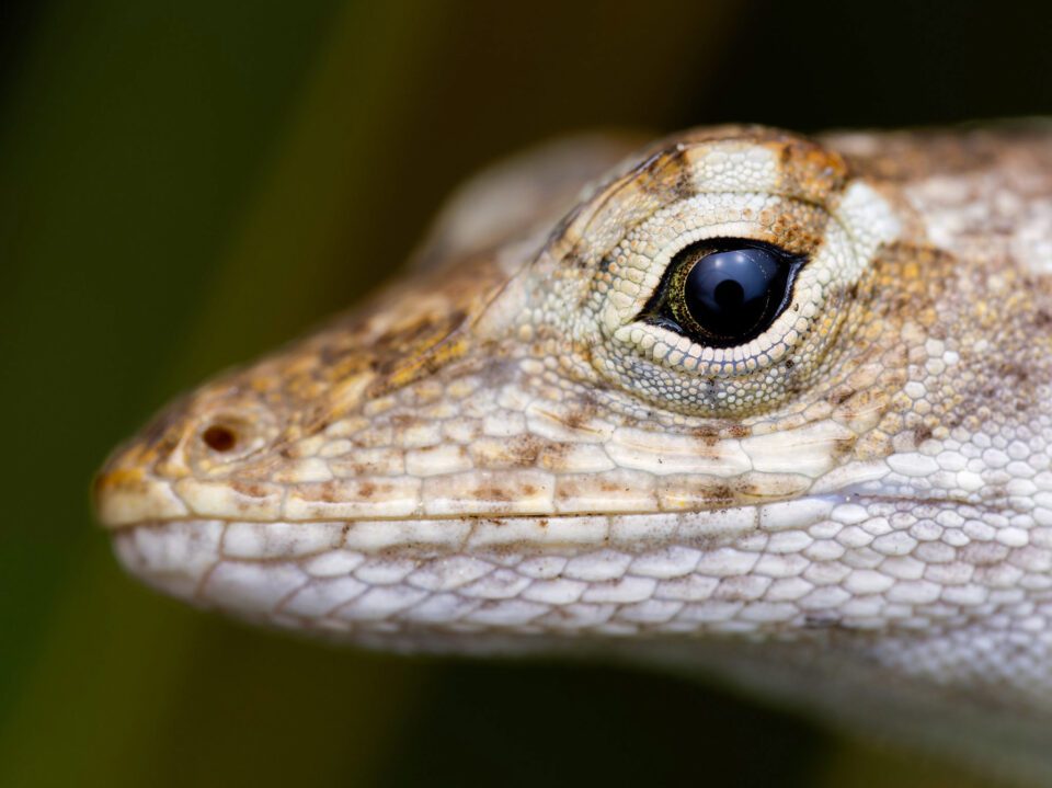 OM-Systems-90mm-f3.5-macro-IS-PRO-lens-review-sample-photo-Lizard-Close-Up