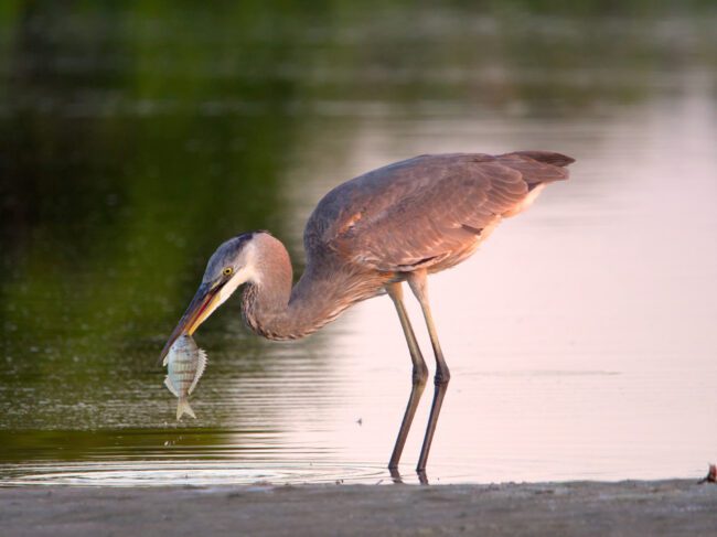 Olympus 100-400 f:5.6 review blue heron with MC-14 Teleconverter for micro four thirds