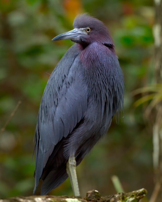 Olympus 300mm f4 IS PRO Review sample image of a little blue heron