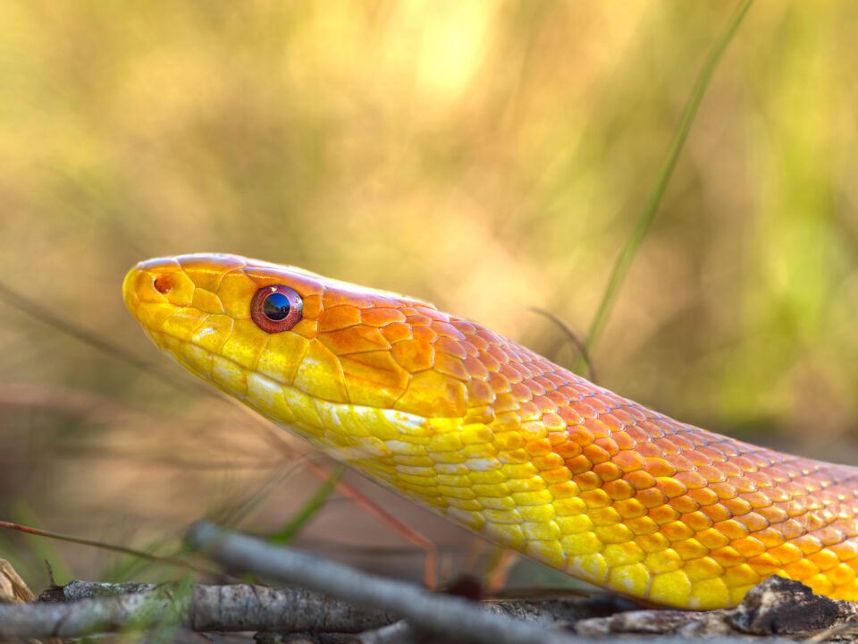 Olympus 300mm f4 IS PRO Review sample image of an everglades yellow ratsnake