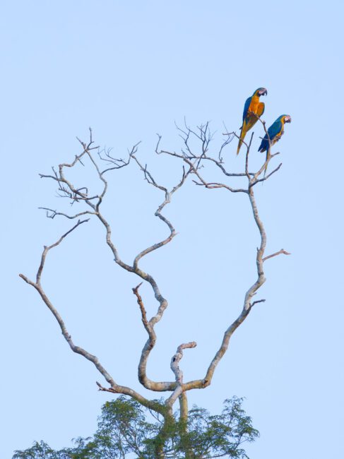 Olympus 300mm f4 IS PRO Review sample image of blue and gold macaws