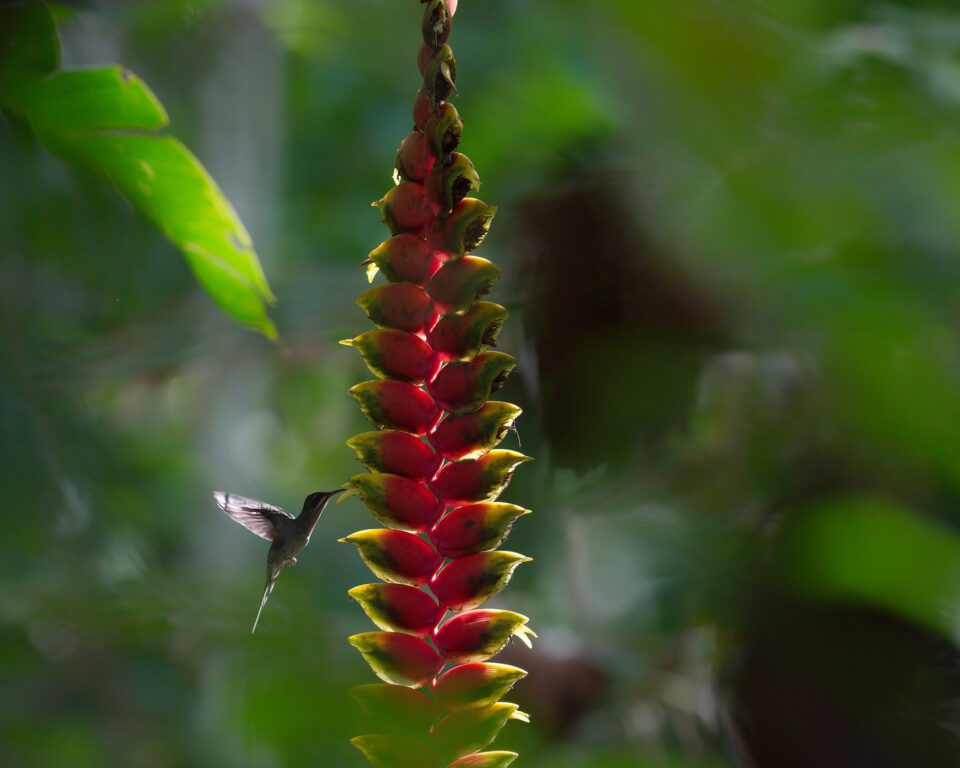 Olympus 300mm f4 IS PRO Examinez un exemple d'image d'un joli bokeh