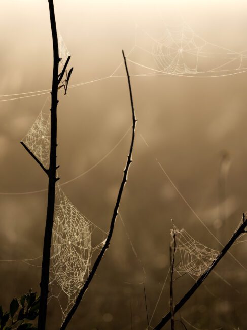 Olympus 300mm f4 IS PRO Review sample image of spiderwebs and a praying mantis during the golden hour