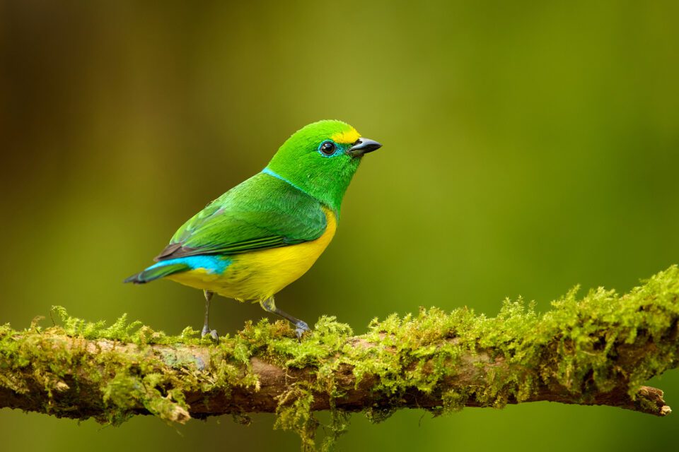 Blue-naped Chlorophonia_Colombia